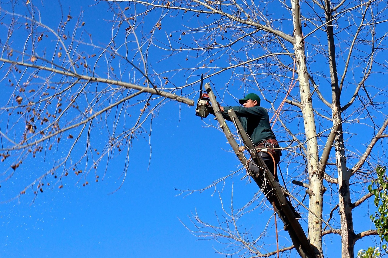 Tree Service services